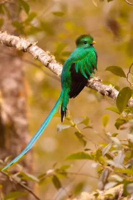 a green bird sitting on a tree branch at Hotel Mirador de Quetzales in Providencia