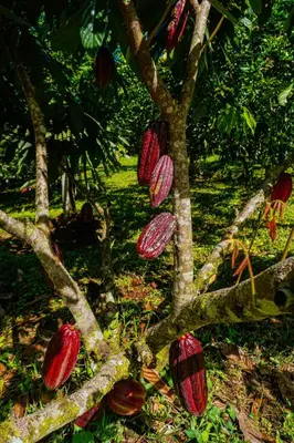 a tree with lots of red fruit on it at Casa Rancho Verde in Monterrey