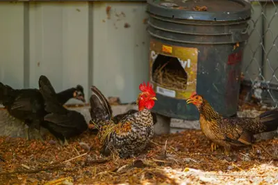 a group of chickens standing around a bird feeder at Casa Rancho Verde in Monterrey