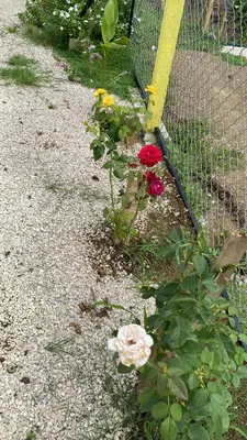 a bunch of flowers are growing next to a fence at Casa Zion in San Juanillo