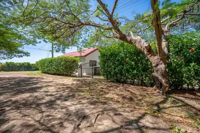 a tree in the middle of a dirt road at Casa Palma Real in Playa Junquillal