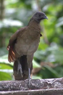 a brown bird standing on top of a rock at Home La Fortuna in Fortuna