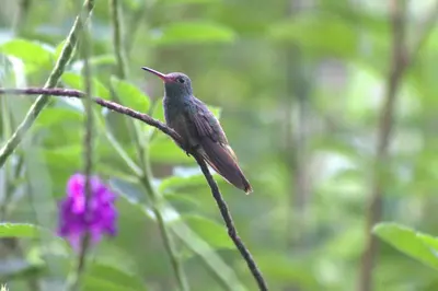 a hummingbird perched on a tree branch with a flower at Home La Fortuna in Fortuna