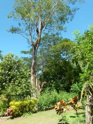a tree in a park with green bushes and trees at Jardines del Golfo in Lepanto