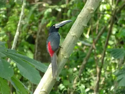 a black and red bird perched on a tree branch at Jardines del Golfo in Lepanto