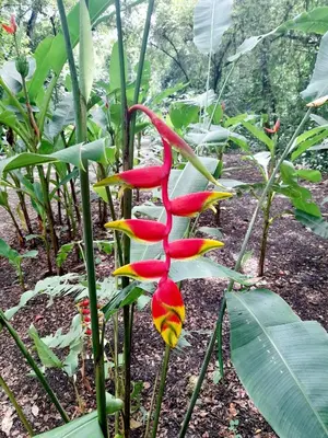 a red and yellow flower on a plant at Jardines del Golfo in Lepanto