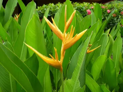 a yellow flower in front of green plants at Jardines del Golfo in Lepanto