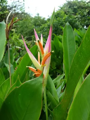a pink and orange flower with green leaves at Jardines del Golfo in Lepanto