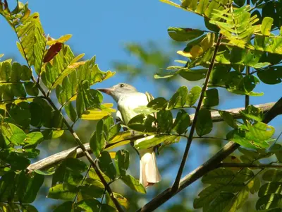 a bird perched on top of a tree branch at Jardines del Golfo in Lepanto