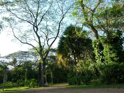 a dirt road with trees and a palm tree at Jardines del Golfo in Lepanto