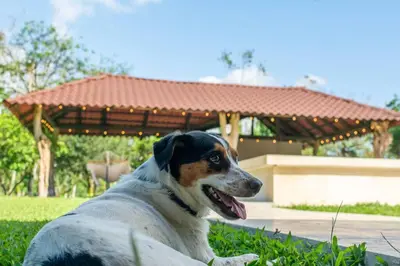 a dog laying in the grass in front of a gazebo at Casa Roble Fortuna in Fortuna