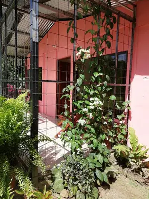 a building with a bunch of plants in front of it at Paraíso Verde in Siquirres