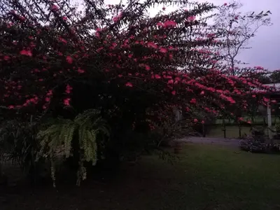a tree covered in pink flowers in a yard at Paraíso Verde in Siquirres