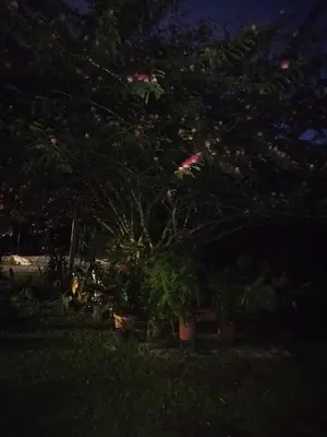a tree with pink flowers in a yard at night at Paraíso Verde in Siquirres