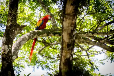 a colorful parrot sitting on a tree branch at Hotel Arenas en Punta Leona in Jacó