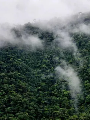 an aerial view of a lush green forest at Bosque Tapantí, cerca del PN Tapantí en Orosí, Cartago, Costa Rica in Purisil