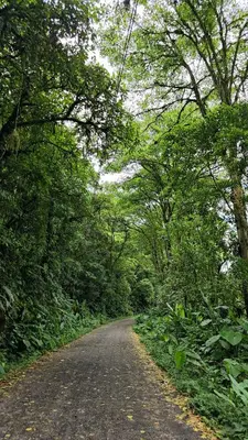 a dirt road with trees on either side at Bosque Tapantí, cerca del PN Tapantí en Orosí, Cartago, Costa Rica in Purisil