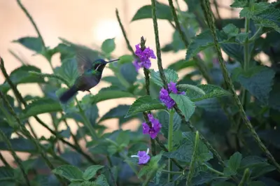 a humming bird perched on a purple flower at Bosque Tapantí, cerca del PN Tapantí en Orosí, Cartago, Costa Rica in Purisil