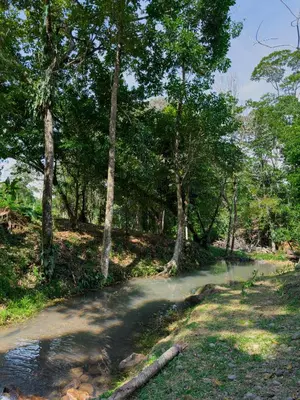 a road in the middle of a forest with trees at Cabañas Vistas de Altura por Hermanos Solano in San Francisco