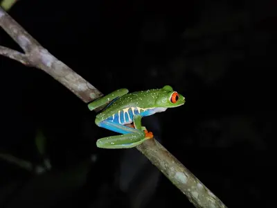a green frog sitting on a tree branch at Bella Vista Guest house in Turrialba