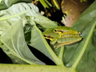 a frog sitting on top of a green leaf at Bella Vista Guest house in Turrialba