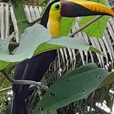 Los Paniquines Ecolodge