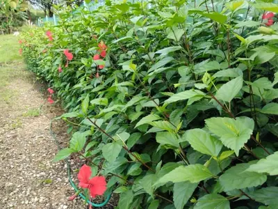 a row of red flowers in a garden at House in Cuajiniquil ,Belen de nosarita in Cuajiniquil