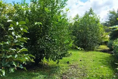 a row of trees in a field with grass at House in Cuajiniquil ,Belen de nosarita in Cuajiniquil