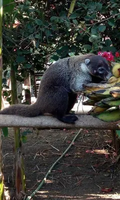 a animal sitting on a table with a bunch of bananas at Lodge Barka Lounge in Jabilla
