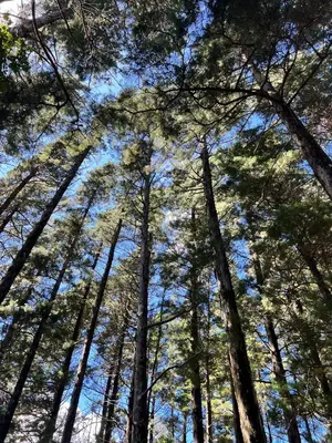 a view of the tops of trees in a forest at Celajes del Poás in Poás