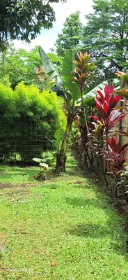 a small tree in a yard next to a fence at Cabaña Laurel in Fortuna