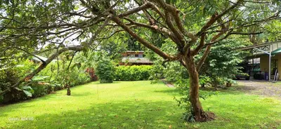 a green yard with a tree in the foreground at Cabaña Laurel in Fortuna