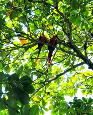 two birds sitting on top of a tree branch at Casa Garrobo in Laguna