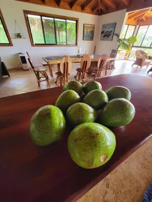 a pile of advocados sitting on top of a table at Casa Garrobo in Laguna