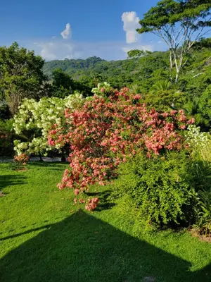 a bush with pink and white flowers in a yard at Casa Garrobo in Laguna
