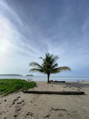 a palm tree on a beach with a dog laying under it at Surf House in Sámara