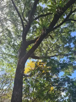 a tall tree with many branches and leaves at Casa de campo rodeada de naturaleza in San Francisco