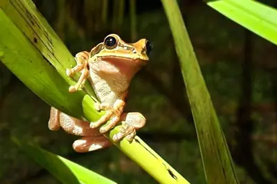 a frog sitting on top of a green leaf at Casa de campo rodeada de naturaleza in San Francisco