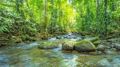 a stream in a forest with rocks and trees at Villas Sapiens Arenal in Fortuna