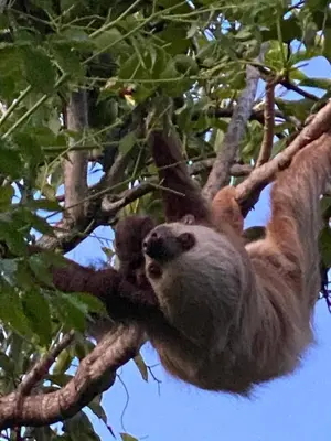 a sloth is hanging on a tree branch at Pandanus Lodge & Retreats Bungalow Gingiber in Cariblanco