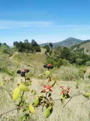 a plant with flowers in a field with mountains in the background at La Casona de Los Santos in Cedral