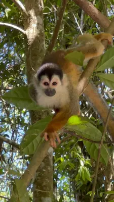 a monkey is sitting on a tree branch at SOL e MAR in Uvita