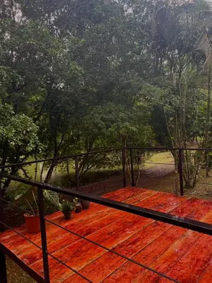 a view from the deck of a house with trees at Ficus house in Boca Tapada