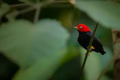 a red and black bird sitting on a branch at Ficus house in Boca Tapada