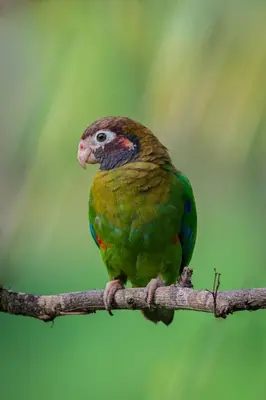 a bird is sitting on a tree branch at Ficus house in Boca Tapada