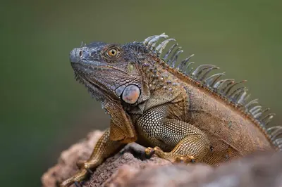 a lizard sitting on top of a rock at Ficus house in Boca Tapada