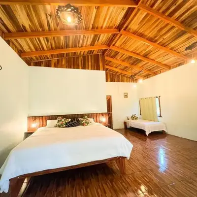 Ficus house