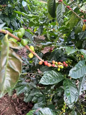 a bunch of green and red fruits on a tree at Serenity Mountain in Poás