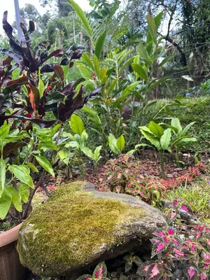 a garden with a rock and some plants and flowers at Serenity Mountain in Poás