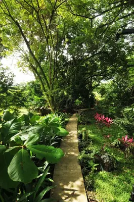 a path in a garden with plants and trees at Las Brisas del Sur in Ojochal